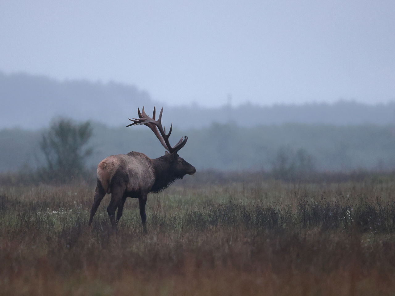 Bull Elk standing in a foggy field
