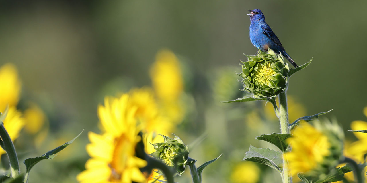 indigo bunting