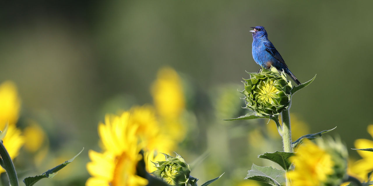 Indigo Bunting