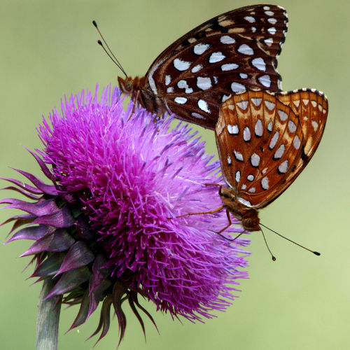 butterfly on thistle plant