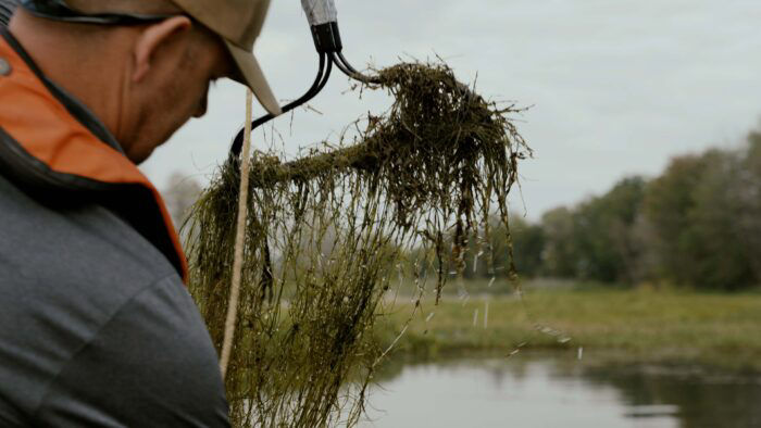 Invasive Species