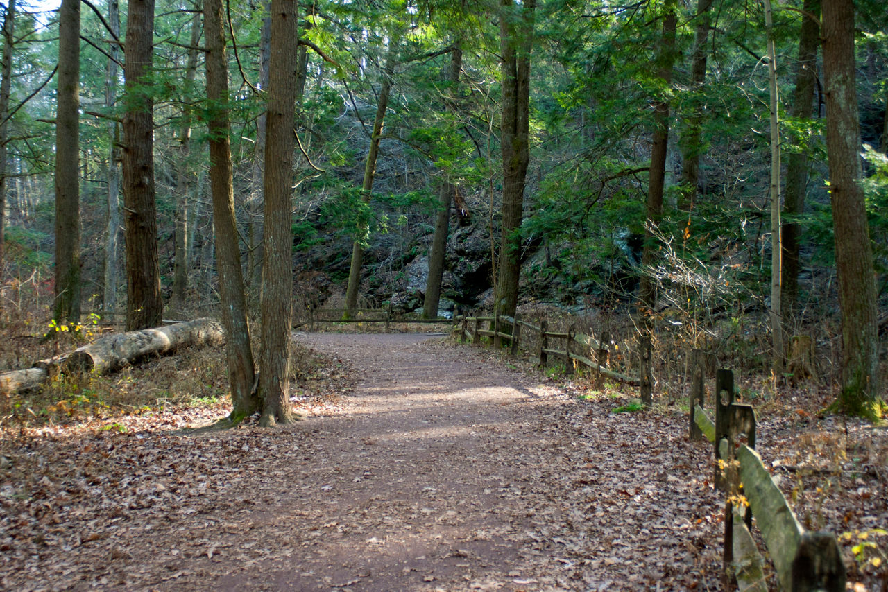 A wide dirt path lined by split rail fence traveling through a forest