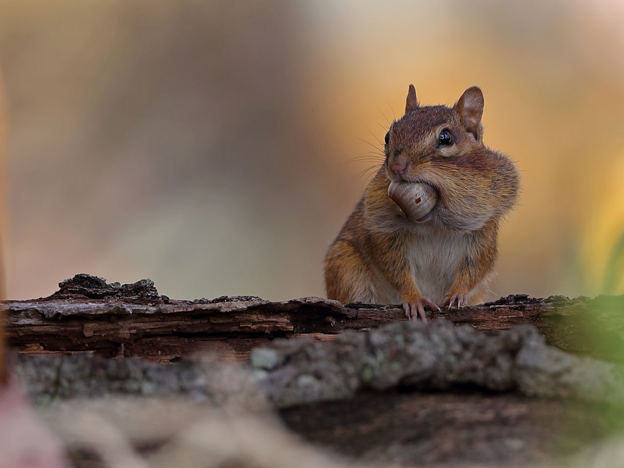 Chipmunk on a long