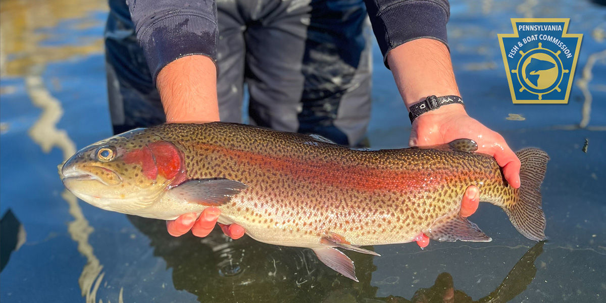 PFBC hatchery staff member holding an adult rainbow trout above the water in a raceway at Huntsdale Hatchery.