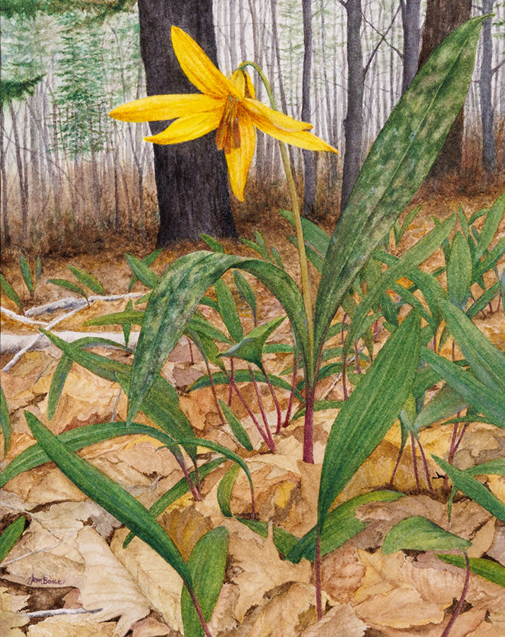 yellow lily in the forest with leeks
