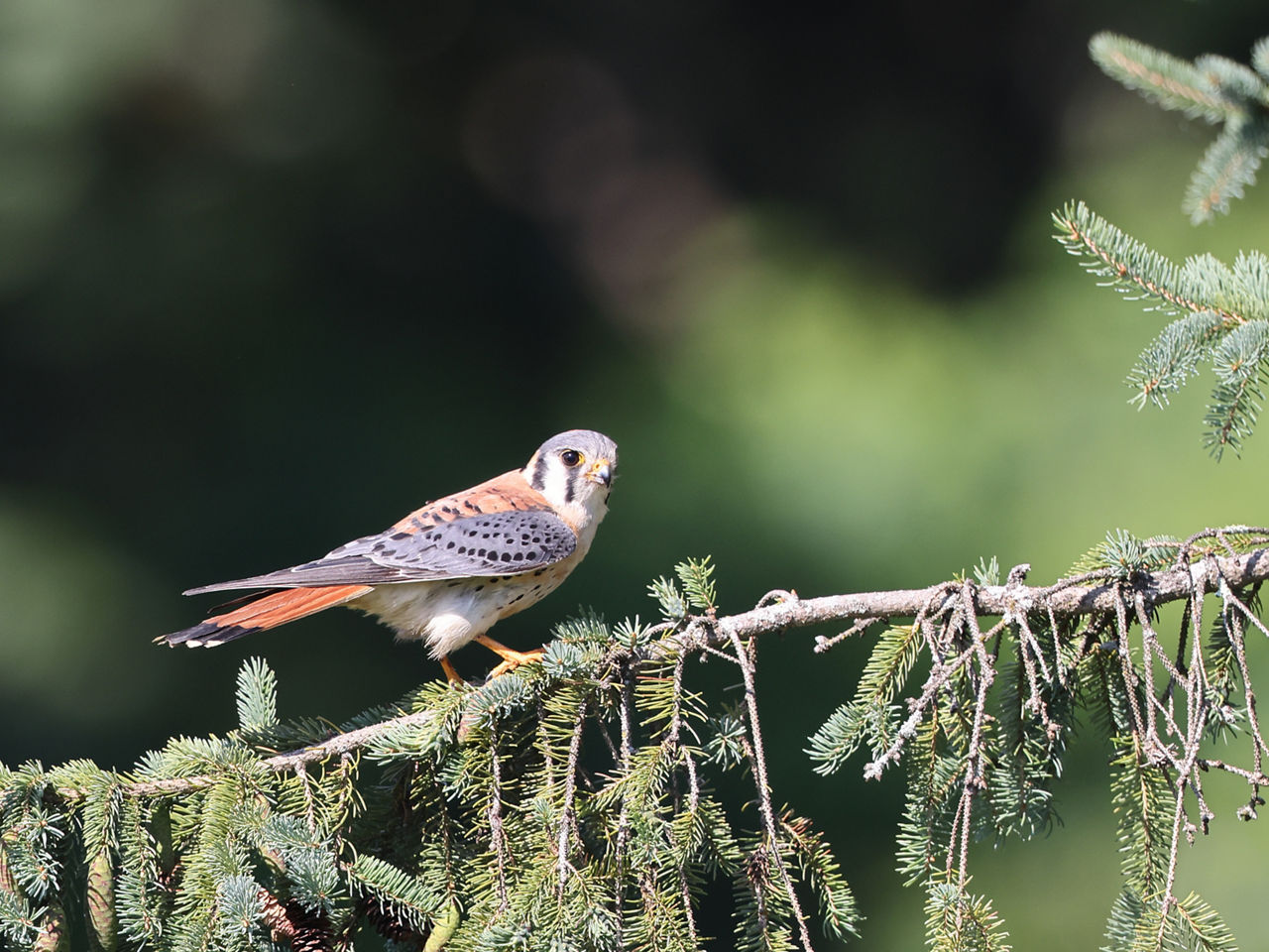 American Kestral