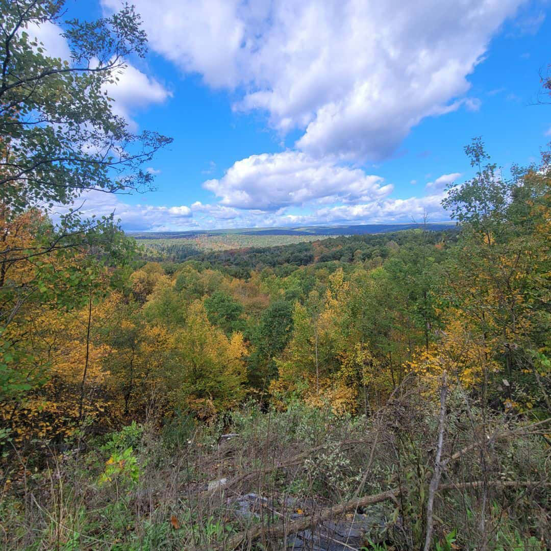 A wide landscape view from an elevated vantage point overlooking a dense forest in early autumn. The trees display a mix of green, yellow, and light orange foliage. The foreground includes branches, shrubs, and some dry undergrowth. Above the horizon, the sky is bright and filled with large, fluffy white clouds against a vivid blue backdrop, creating a spacious, open feel.