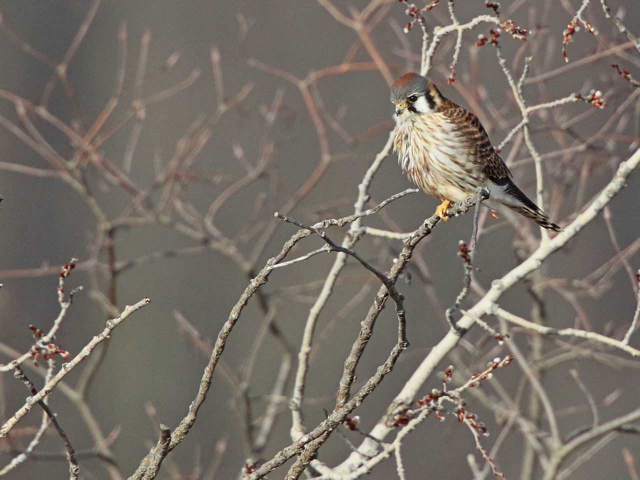 Kestral