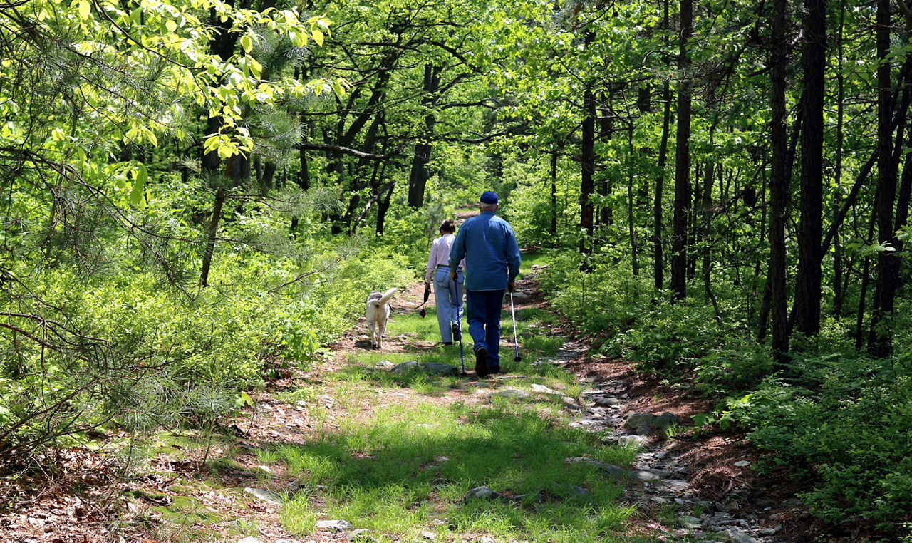 A couple hiking with a dog on a natural surface trail through a green forest