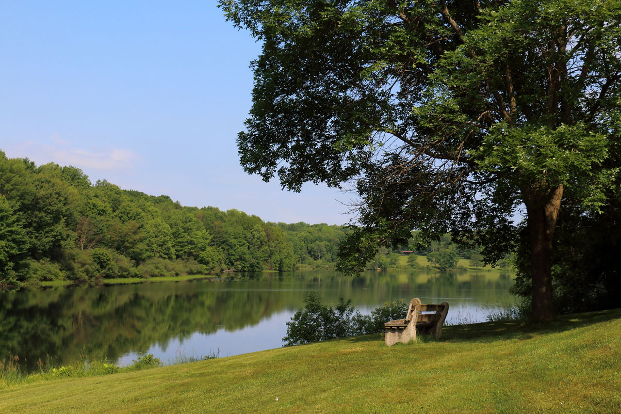 A bench under a shade tree on the side of a lake with forest in the background on a sunny day