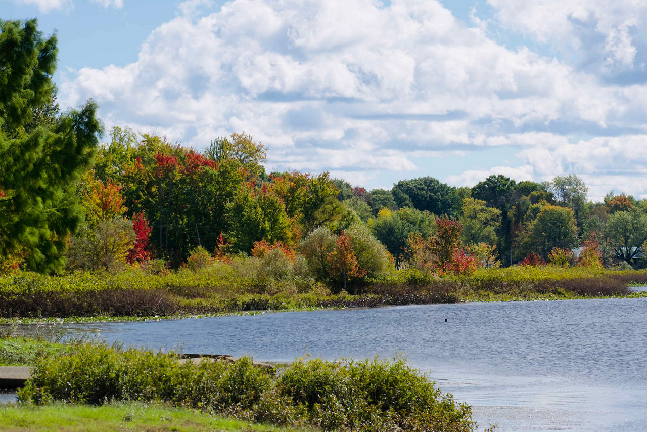A calm lake sits in the foreground with gentle ripples on the water. Behind the lake is a dense line of trees in early autumn, showing a mix of green, yellow, orange, and red foliage. Bright sunlight illuminates the scene, and large, fluffy white clouds fill the blue sky above. Low shrubs and grasses frame the water's edge, adding layers of green to the landscape.