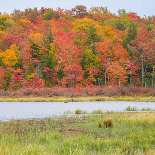 fall foliage tree forest