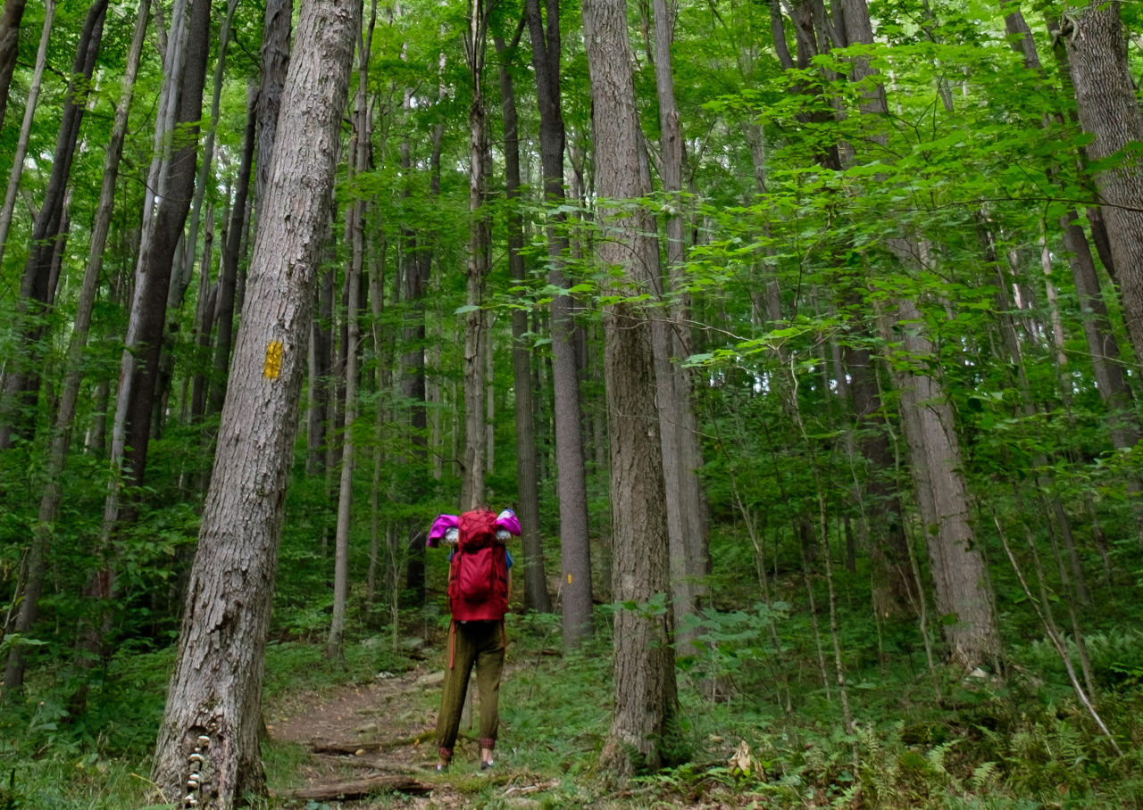 A backpacker on a dirt trail surrounded by towering trees