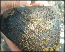 Black Fly Larvae on Rock