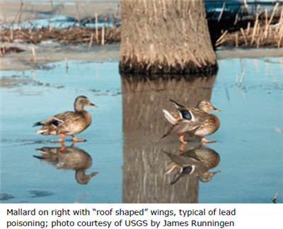 Mallard with roof shaped wings, typical of lead poisoning