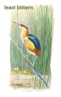 least Bittern