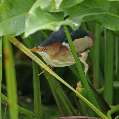 least Bittern