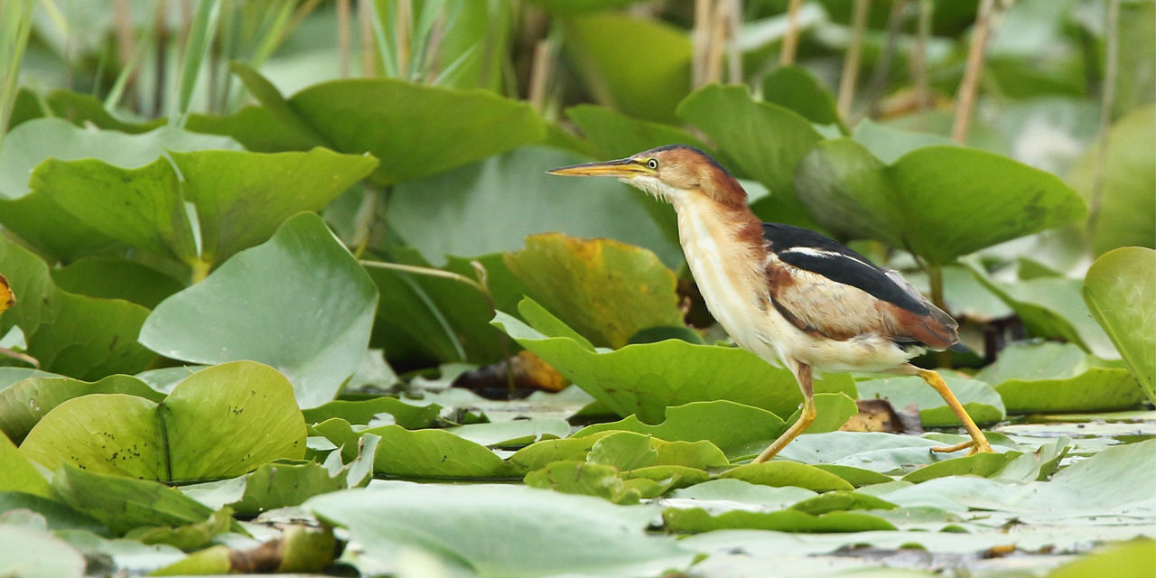 least Bittern