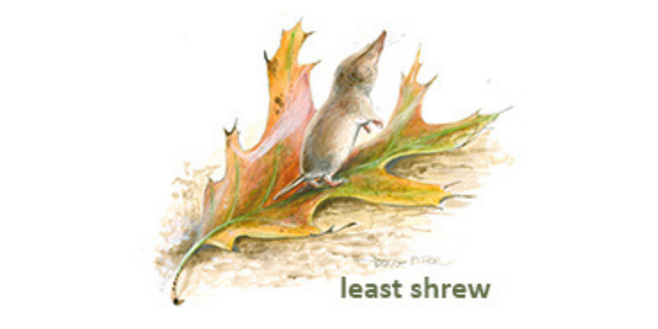 least shrew 