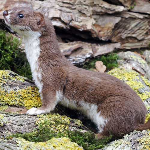 ermine on rock