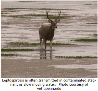 Deer standing in stagnant or slow moving water