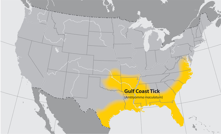 Gulf Coast tick map