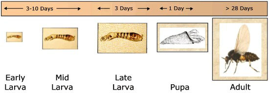 Typical Black Fly Life Cycle Diagram including egg, larval, pupal, and adult stages.