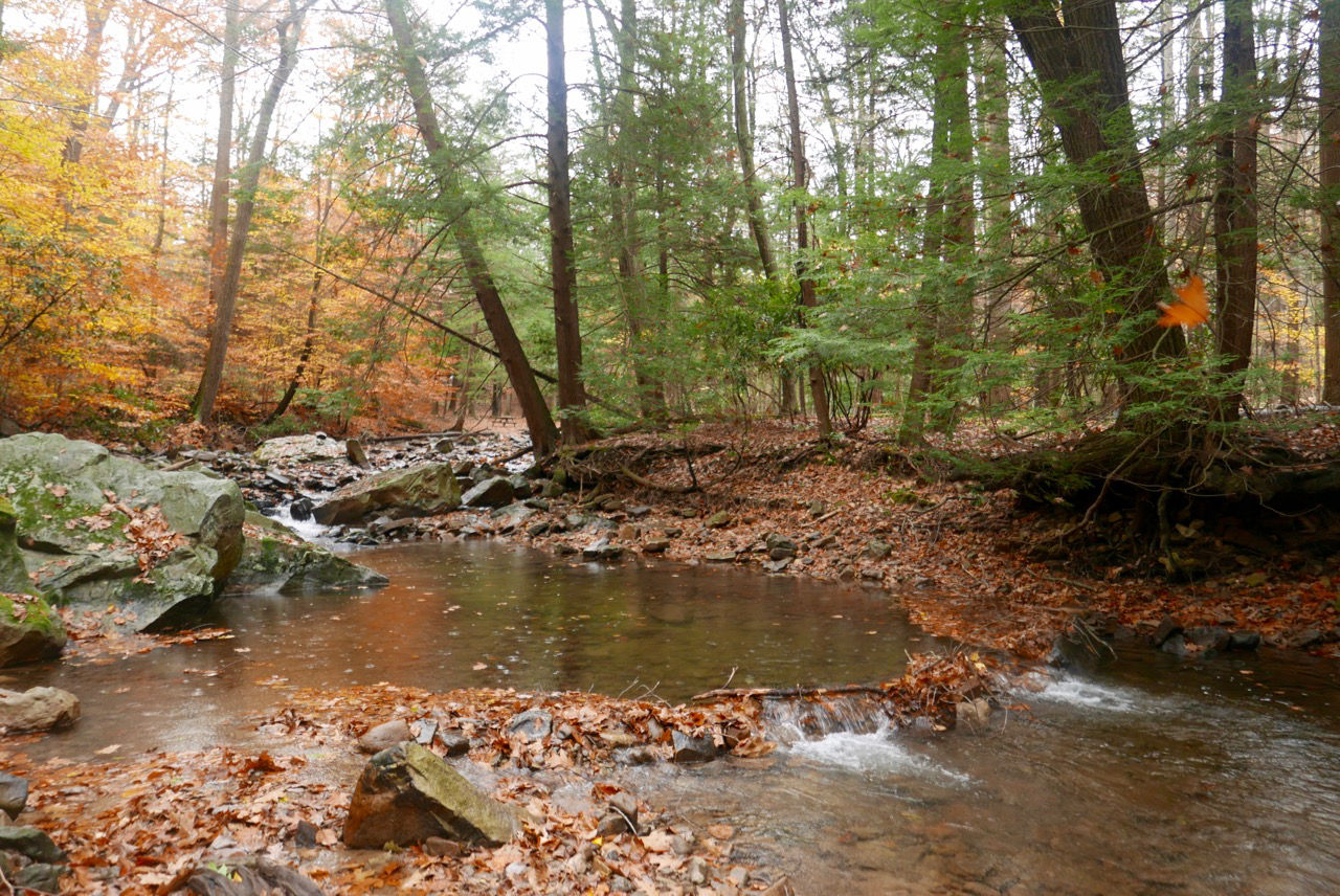 A small stream with riffles with many autumn leaves in the water.