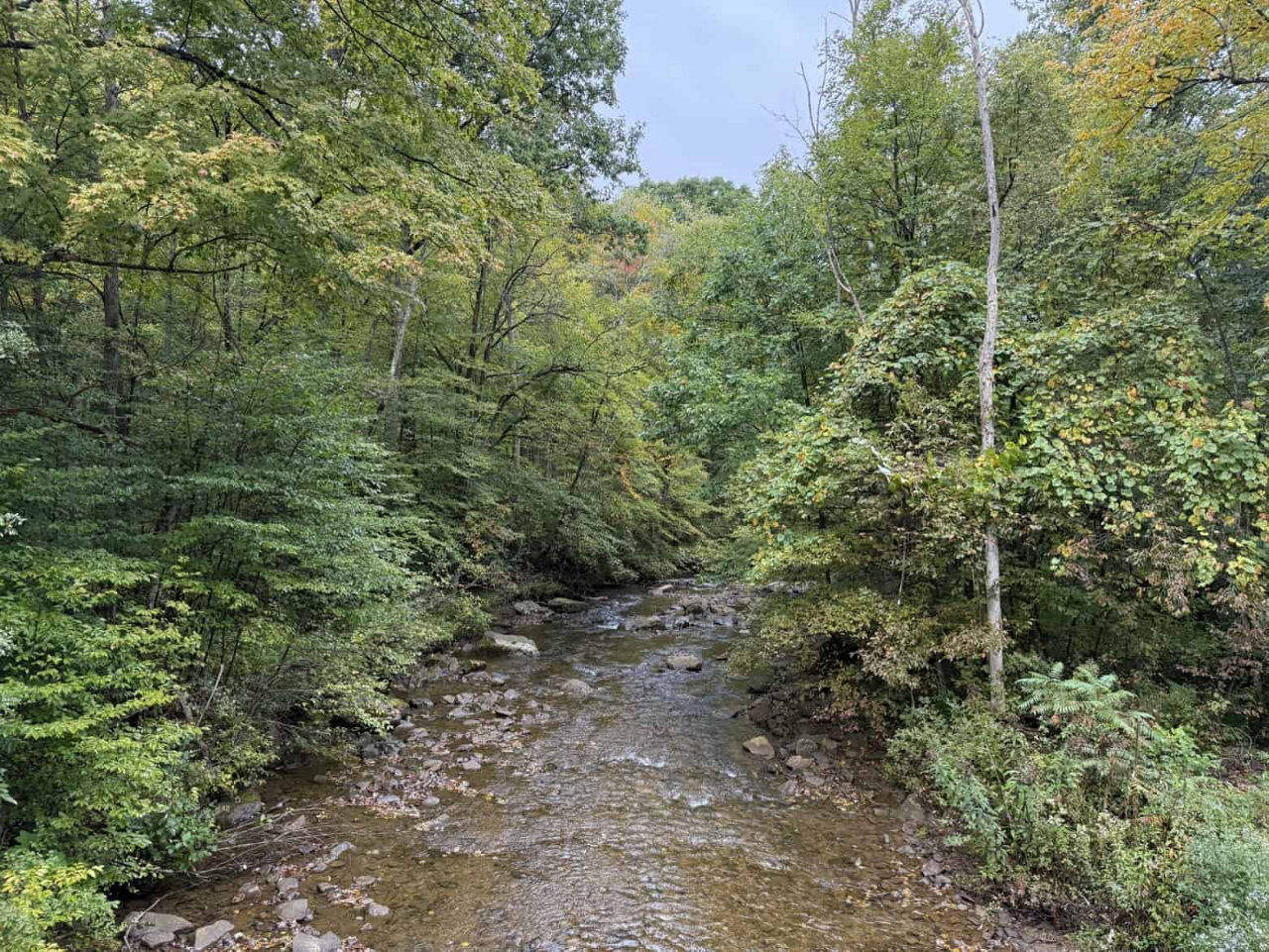 Shallow rocky stream flowing through a dense forest with early fall foliage; trees in various shades of green and light yellow line both sides of the water under an overcast sky.