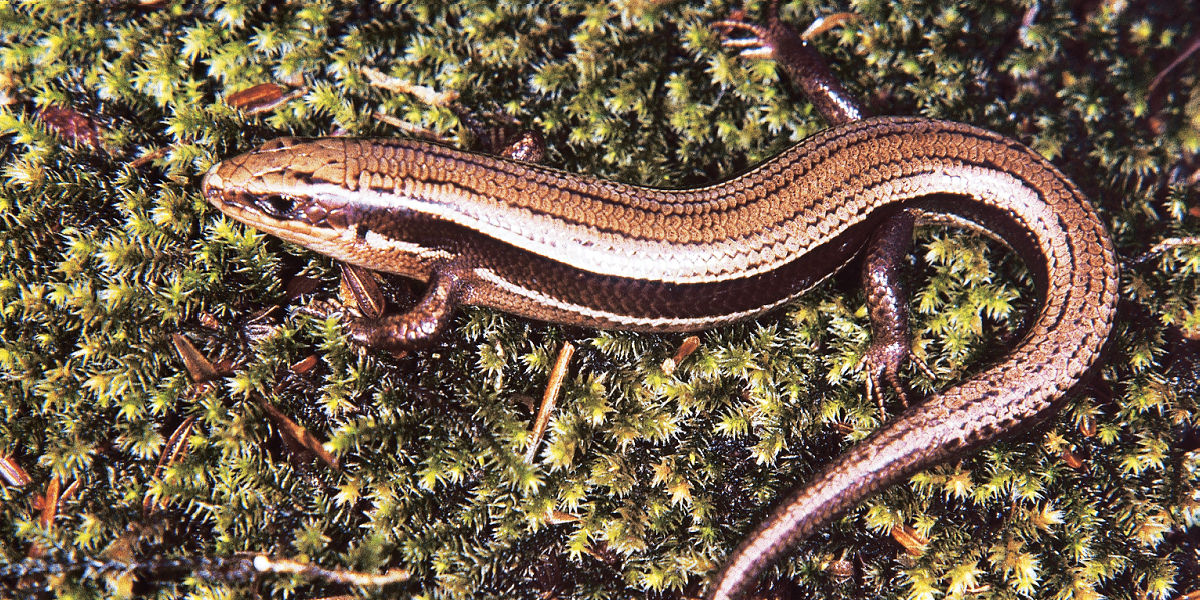 Northern Coal Skink 