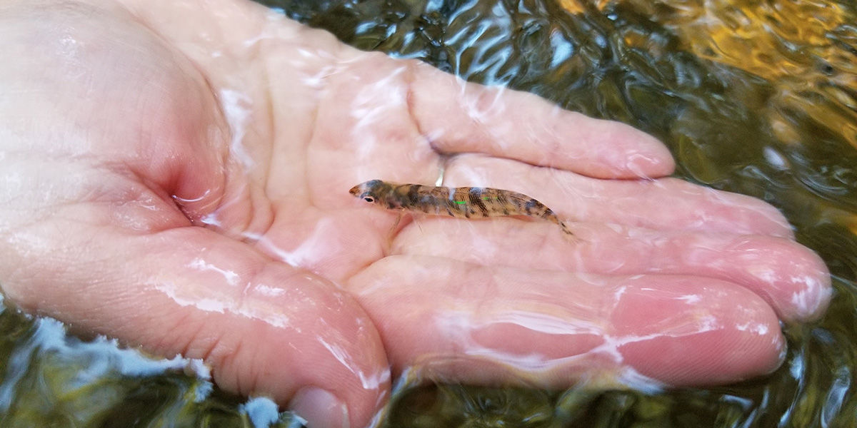 Close-up of a hand holding a small Chesapeake Logperch along the surface of a stream.