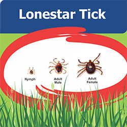 Lonestar tick