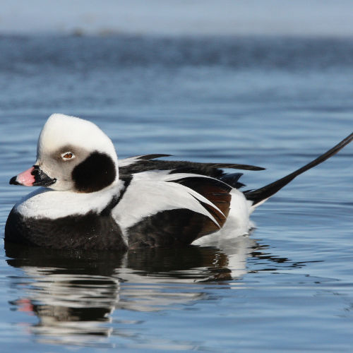 long-tailed duck