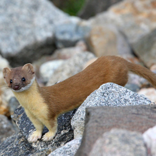 ermine on rock