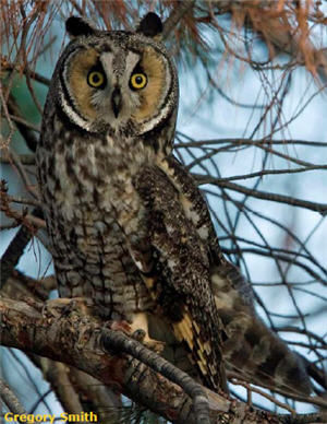 Long eared owl