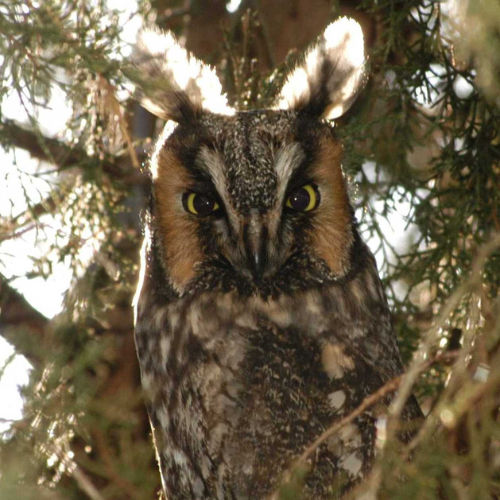 long eared owl