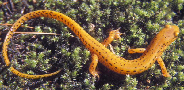 Close up of a bright orange Eastern Long-Tailed Salamander with a long, slender tail and black spots that run down the body and tail.