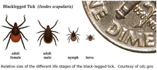 relative size of different ticks in their lifecycle 