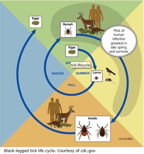 Black-legged tick life cycle