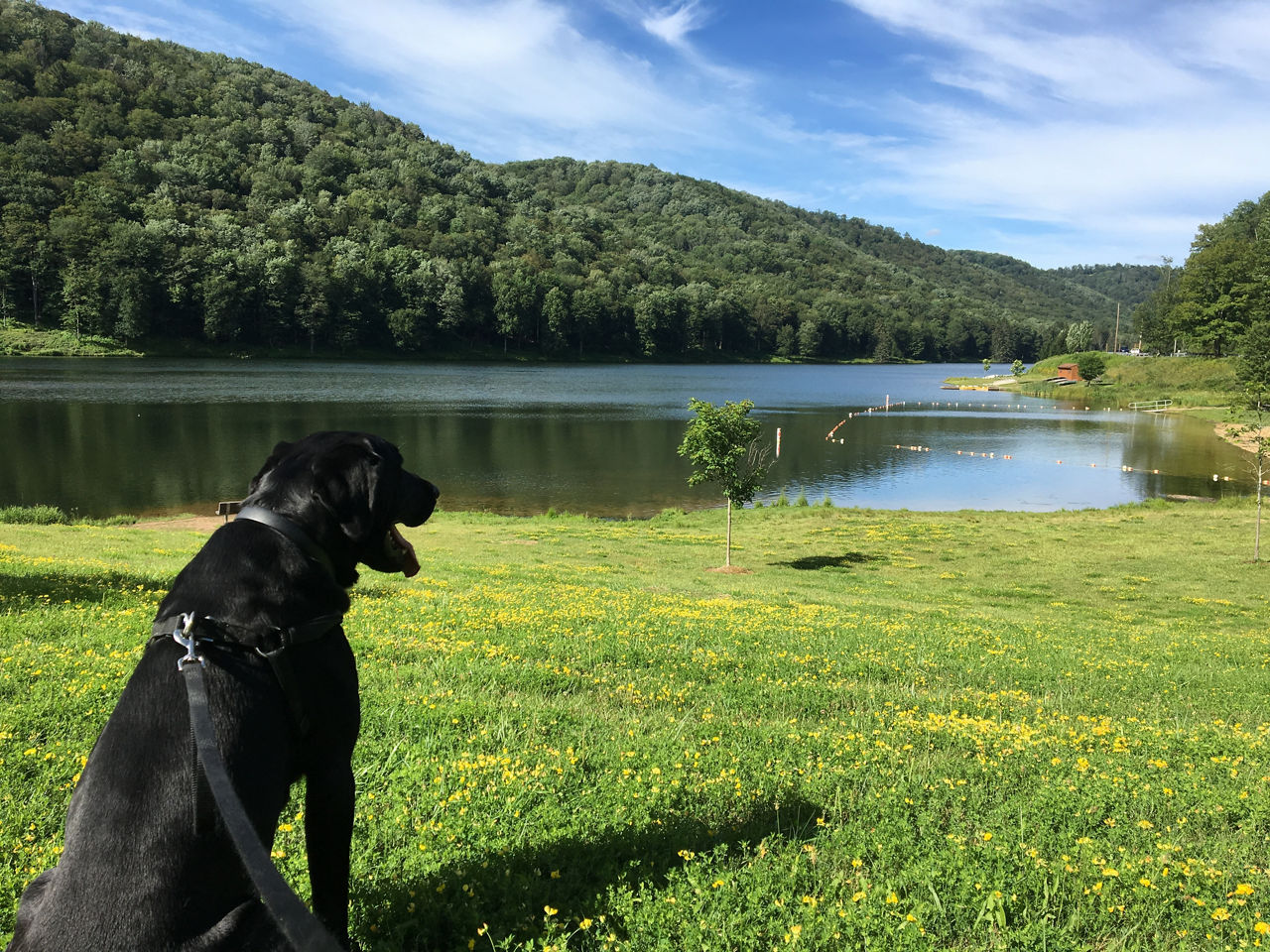 A black dog sitting on green grass next to a lake on a sunny day.