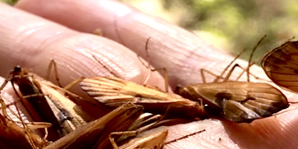 CU of adult caddis in someone's hand 