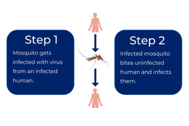 Figure 1 – Malaria Transmission Cycle