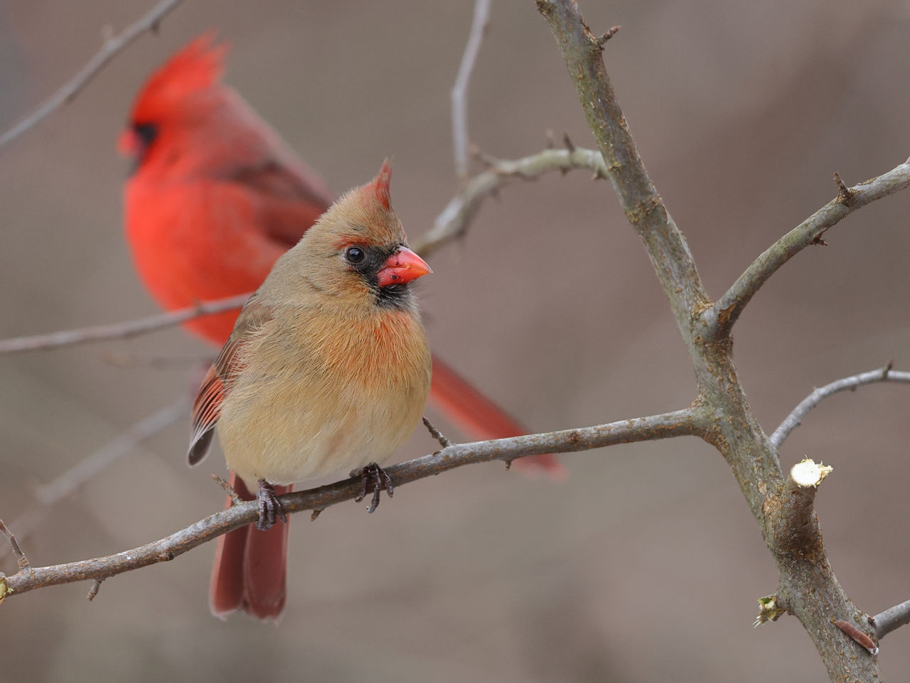 female and male northern cardinals