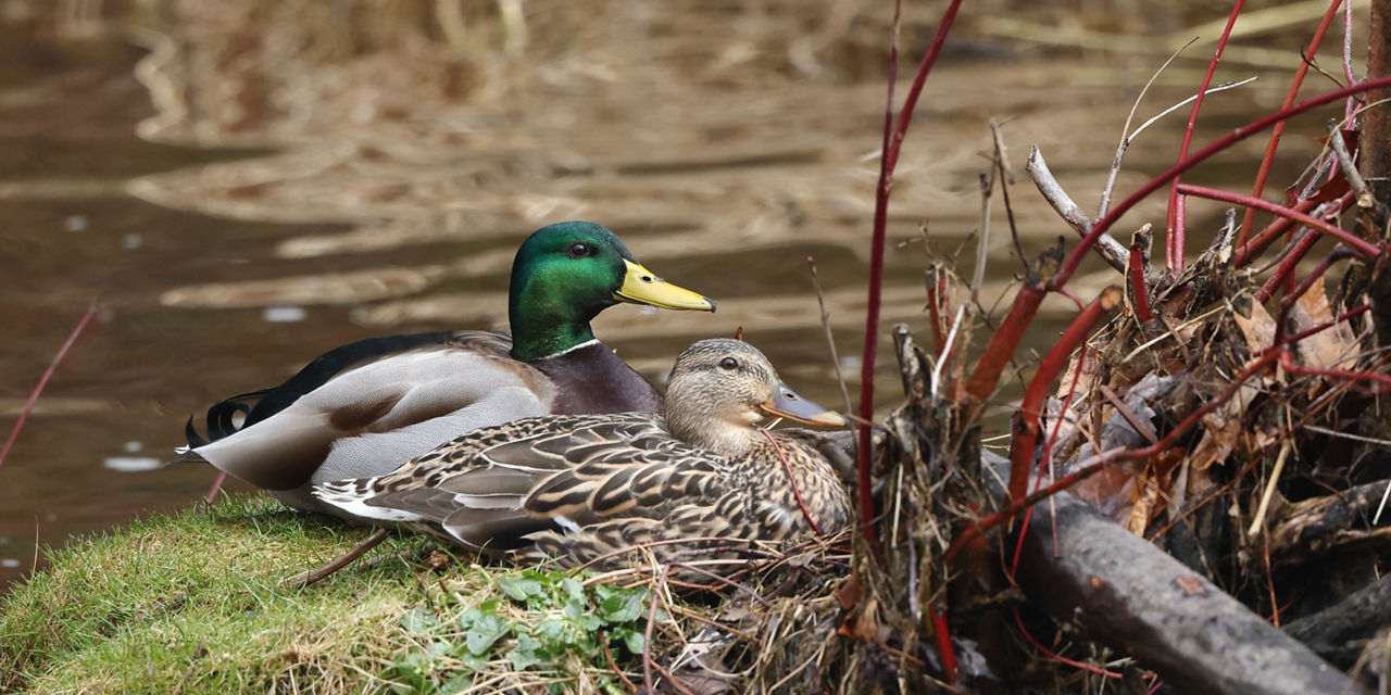 mallards