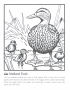 Mallard duck