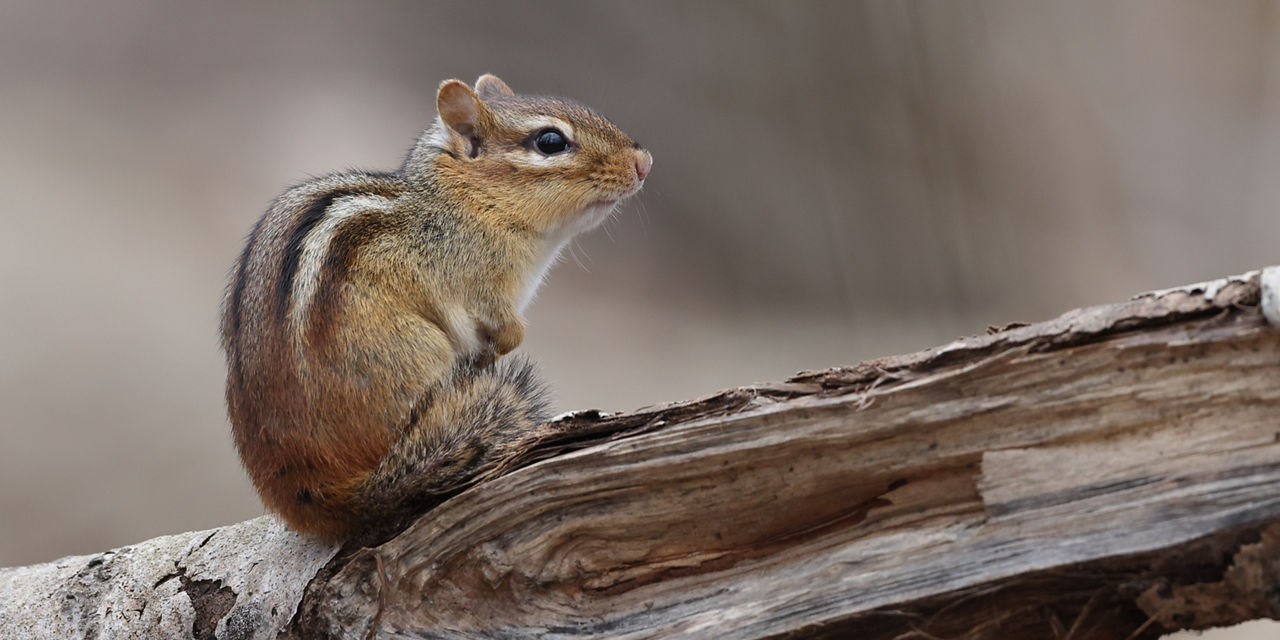 Chipmunk