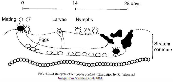 Life cycle of carcoptes scabiei