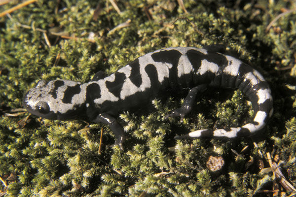 Close up of a Marbled Salamander showing a dark gray to black body, with silvery crossbands.