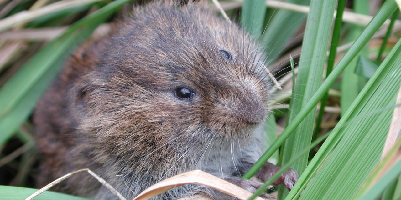 meadow vole