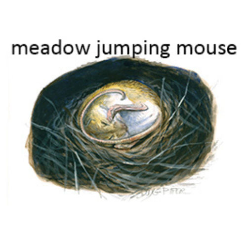 meadow jumping mouse